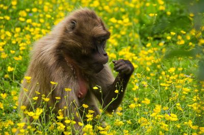 Close-up of monkey amidst flowering plants on field