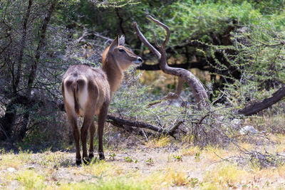 Deer standing in a forest