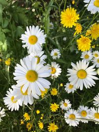 High angle view of white daisy flowers on field