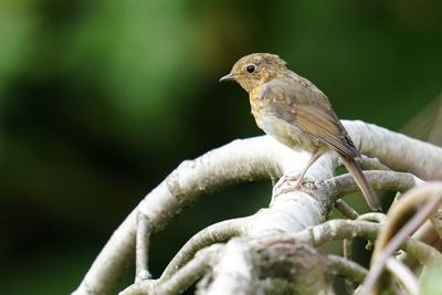 Close-up of bird perching on branch