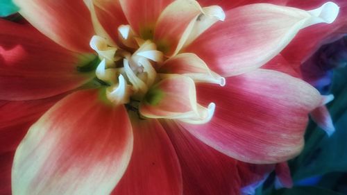 Close-up of pink flower