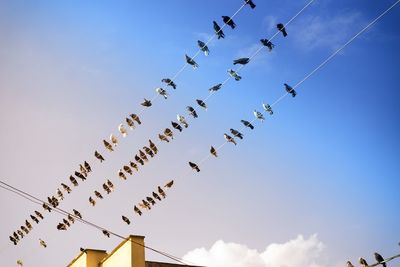 Low angle view of birds flying against clear blue sky