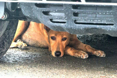 Close-up of a dog resting on car