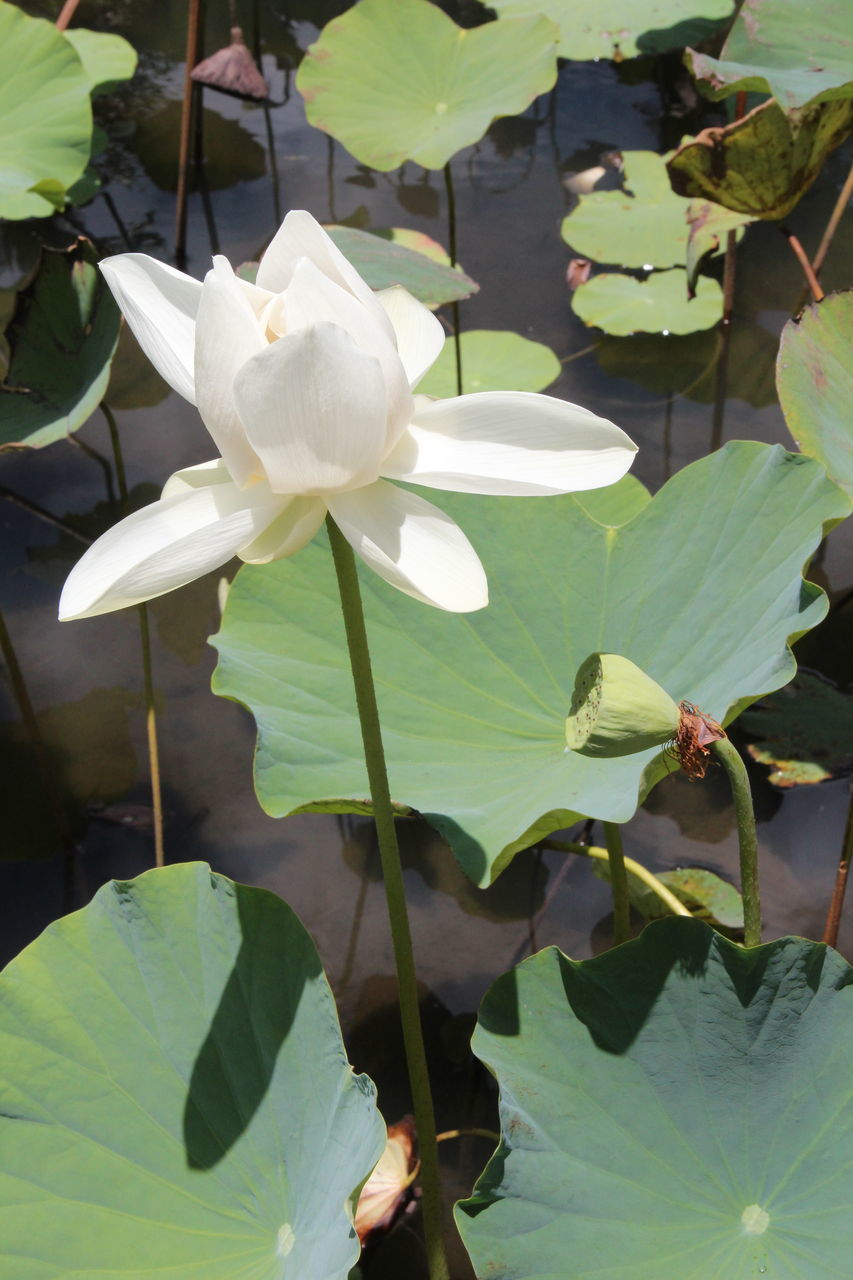 CLOSE-UP OF LOTUS WATER LILY