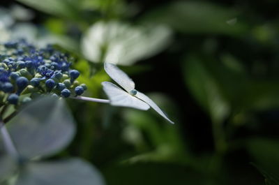 Close-up of flower buds