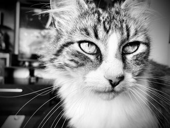 Close-up portrait of cat