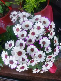 High angle view of purple daisy flowers