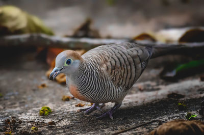 Zebra dove with its feather and color details