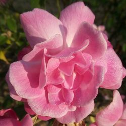 Close-up of wet pink rose blooming outdoors