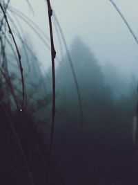 Close-up of water drops on twig