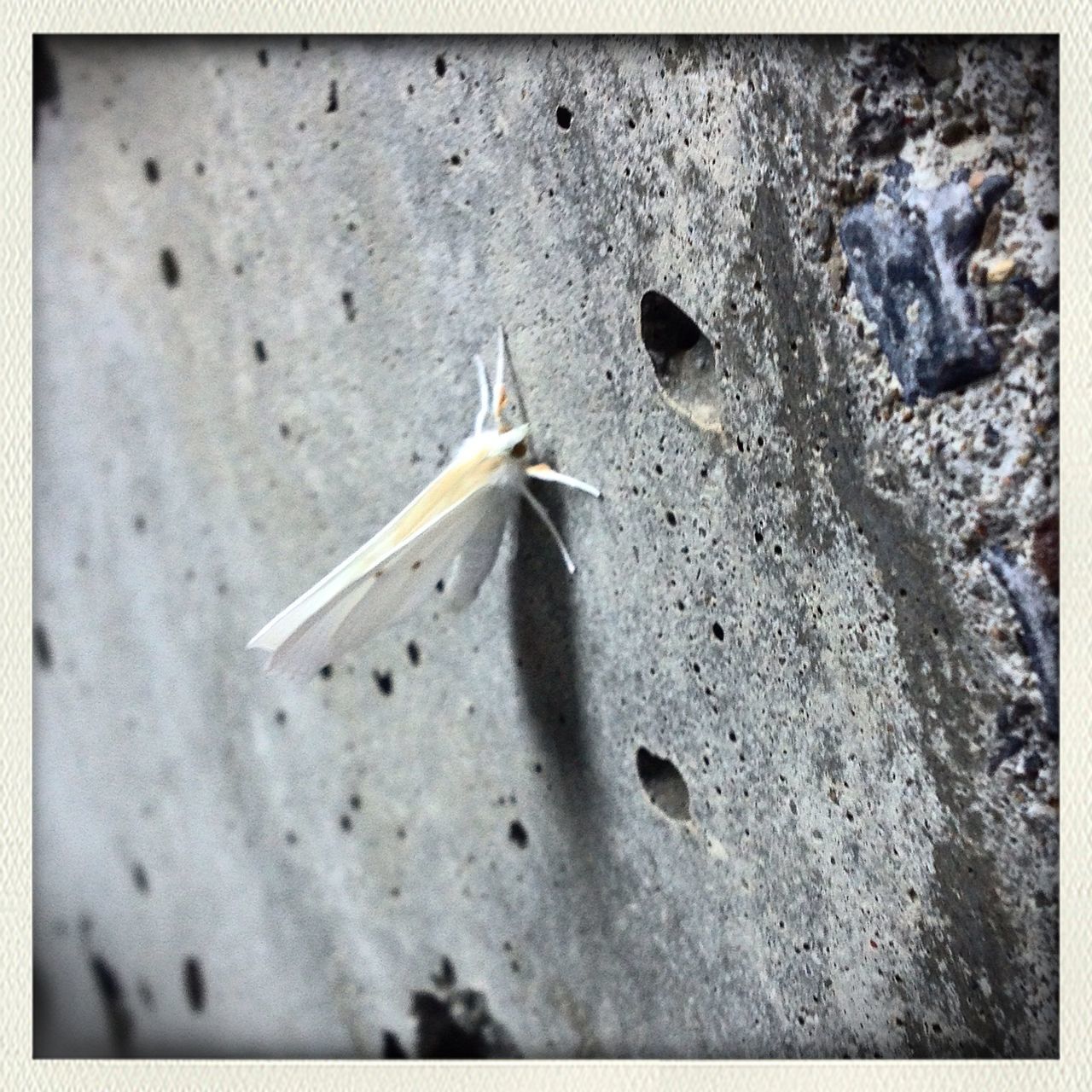 animals in the wild, animal themes, one animal, wildlife, insect, transfer print, auto post production filter, high angle view, close-up, animal wing, full length, nature, butterfly - insect, outdoors, day, no people, zoology, spread wings, butterfly, animal antenna