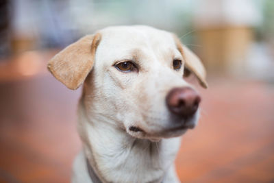 Close-up portrait of dog looking away