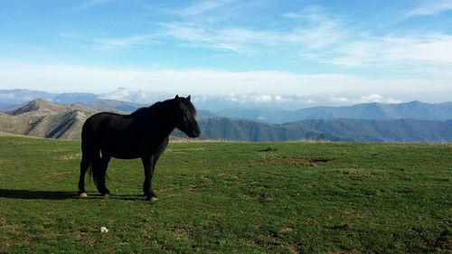 Horse on field against sky