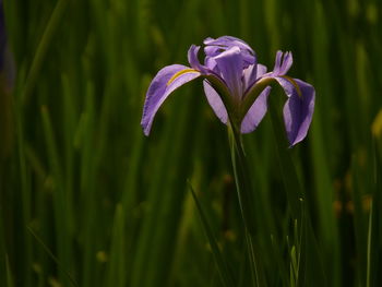 Close-up of purple iris flower on field