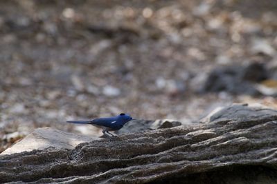 Close-up of bird perching on rock