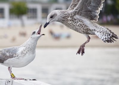 Close-up of seagulls flying over sea