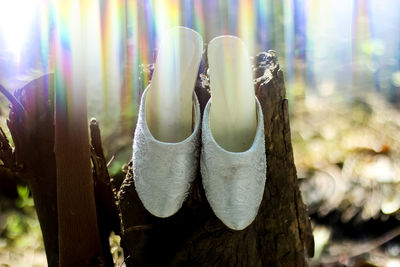 Close-up of shoes on tree trunk