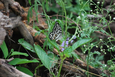 Butterfly on leaf