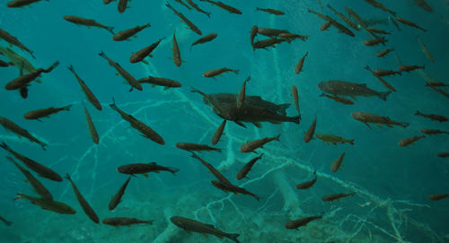 Fishes swimming in sea