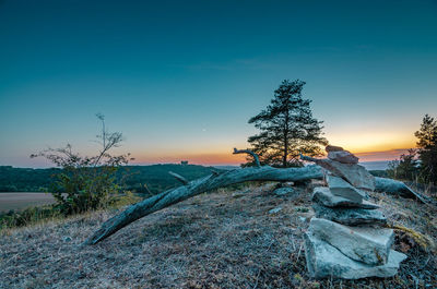 Trees on field against clear sky during sunset