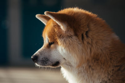 Close-up of dog at home