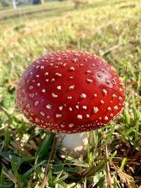 Close-up of fly agaric mushroom on field