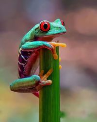 Close-up of frog on plant