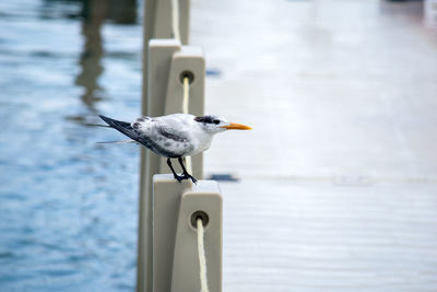 Seagull perching on wooden post by lake