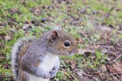 Close-up of squirrel on field