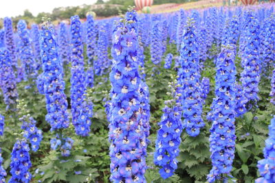 Close-up of purple flowering plants on field