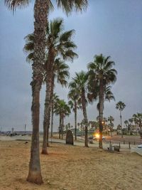 Trees on field against clear sky