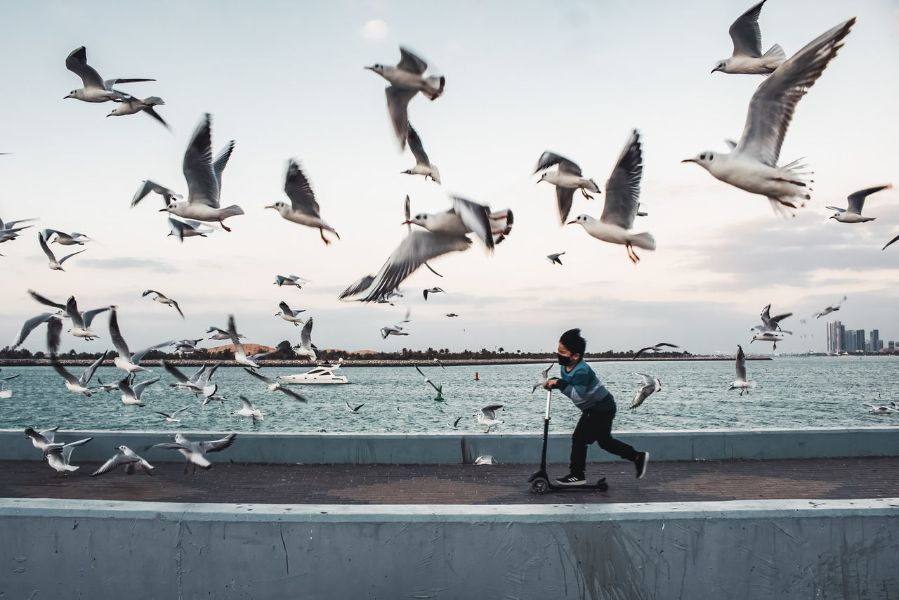 bird, wildlife, large group of animals, animal themes, animal, animal wildlife, water, flying, flock of birds, group of animals, sea, sky, full length, nature, seagull, gull, motion, day, mid-air, one person, seabird, spread wings, beach, land, outdoors, architecture, side view, beauty in nature, adult, men