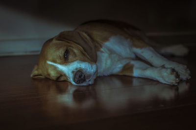 Close-up of dog lying on floor