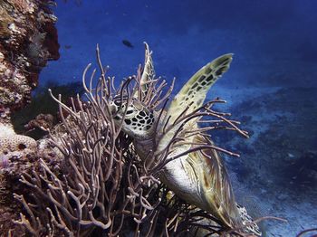 Sea turtle in sipadan, malaysia 