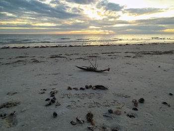 Driftwood on beach against sky during sunset