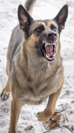 Close-up of dog snarling