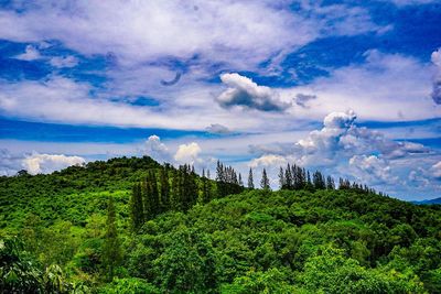 Scenic view of forest against sky