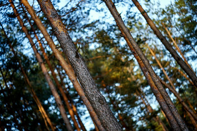 Low angle view of trees in forest
