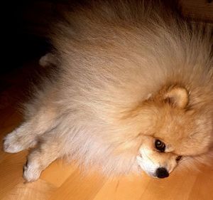 High angle view of dog lying on floor