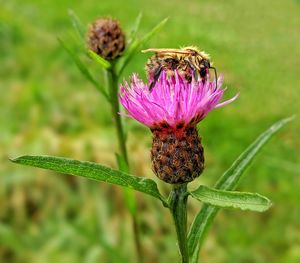 Close-up of honey bee on thistle flower