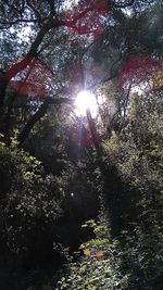 Low angle view of trees