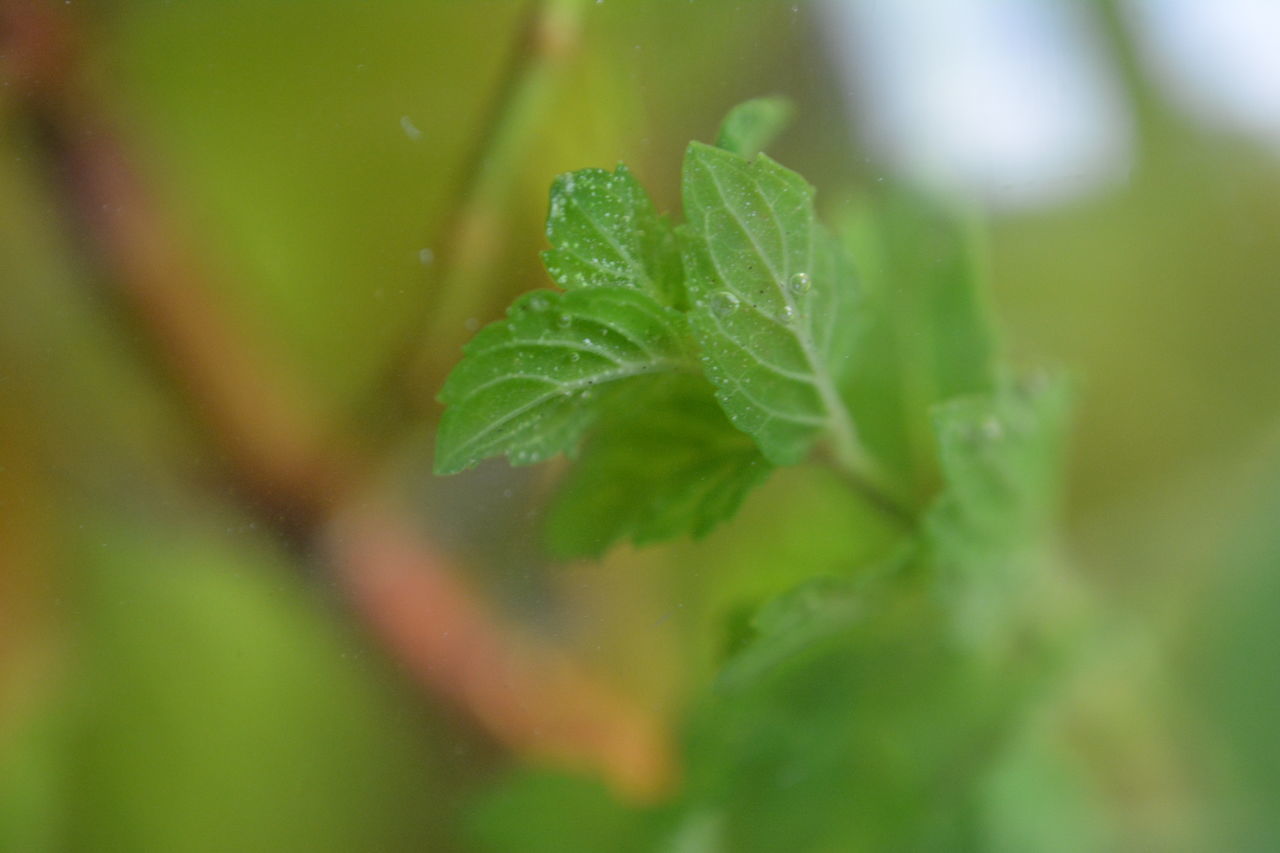 green, leaf, plant part, plant, nature, drop, wet, close-up, freshness, growth, water, macro photography, food and drink, selective focus, no people, beauty in nature, rain, outdoors, plant stem, food, flower, day, herb, dew