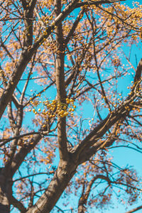 Low angle view of flowering tree against sky