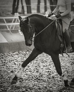 Midsection of person with horse outdoors