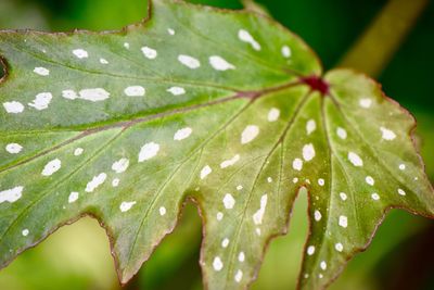 Close-up of raindrops on leaves