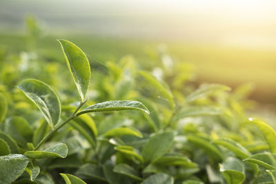 Close-up of fresh green plant