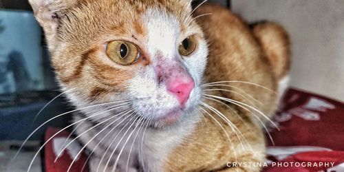 Close-up portrait of cat at home