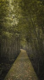 Walkway amidst trees in forest