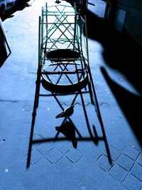 High angle view of pigeon on footpath during sunny day