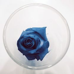 Close-up of rose in glass